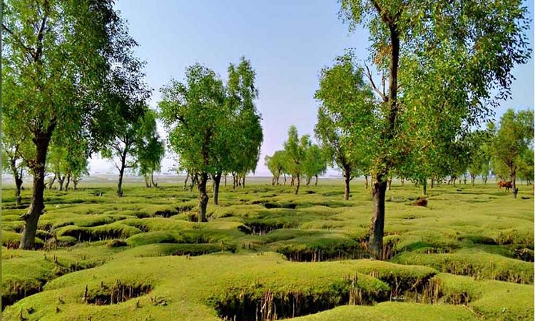 গুলিয়াখালী সৈকতে ঘুরতে গিয়ে সংঘবদ্ধ ধর্ষণের শিকার কলেজছাত্রী