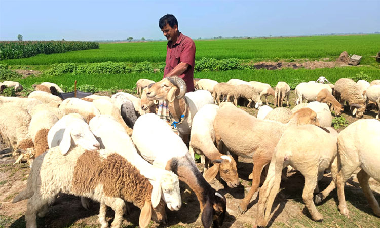 সিংড়া গাড়ল পালনে স্বাবলম্বী কুদ্দুস