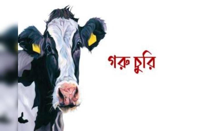 আত্রাইয়ে গোয়াল ঘর থেকে ৮টি গরু চুরি
