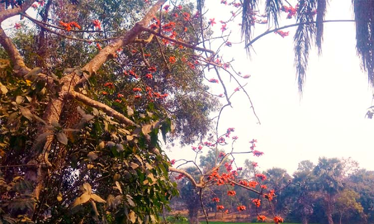 ভালুকায় মুগ্ধতা ছড়াচ্ছে শিমুল