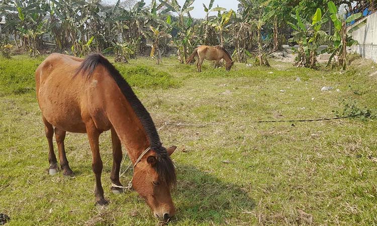 গাজীপুরে ঘোড়া জবাই ও মাংস বিক্রি নিষিদ্ধ
