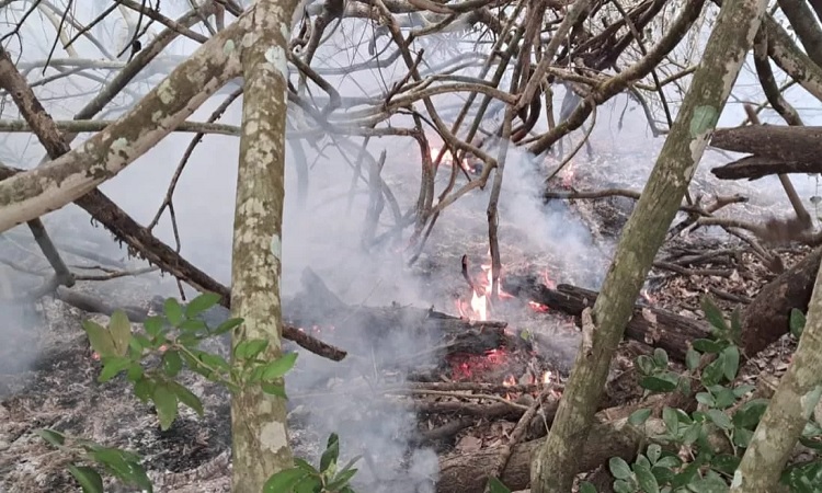সুন্দরবনের ৪ একর বনভূমি পুড়ে ছাই, আগুন নিয়ন্ত্রণে