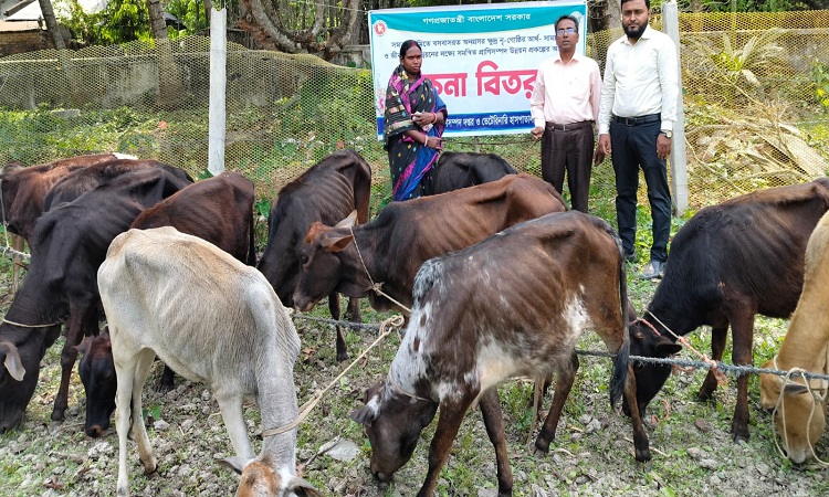 তালায় ২৪ জন মুন্ডা সম্প্রদায়ের মাঝে বকনা গরু বিতরণ