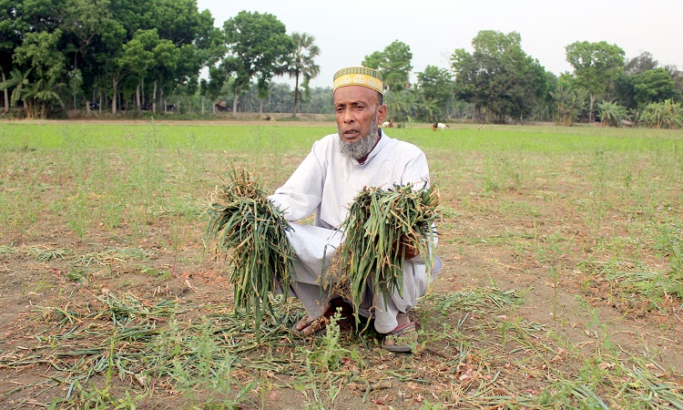 কৃষক ইতেকাফে, জমির পেঁয়াজ লুট করলেন বিএনপি নেতা