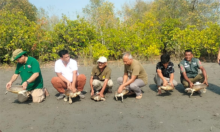 সুন্দরবনে বিলুপ্ত ‌‘বাটাগুর বাসকার’ কচ্ছপের ৬৫ বাচ্চার জন্ম