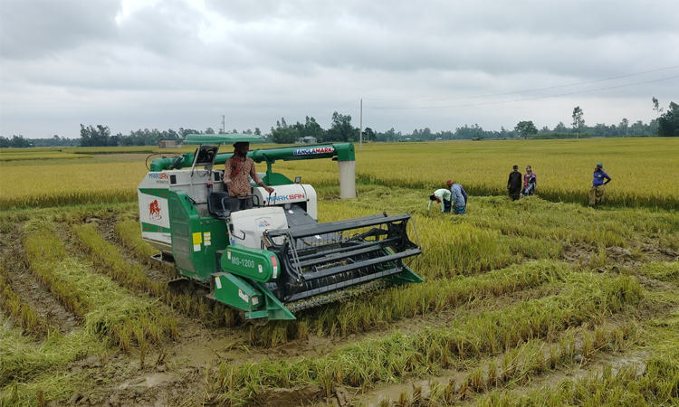 সমলয় পদ্ধতিতে বোরো আবাদে কৃষকের স্বস্তি