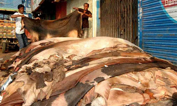 কোরবানির গরুর চামড়ার দাম বর্গফুটে বাড়ল ৫ টাকা