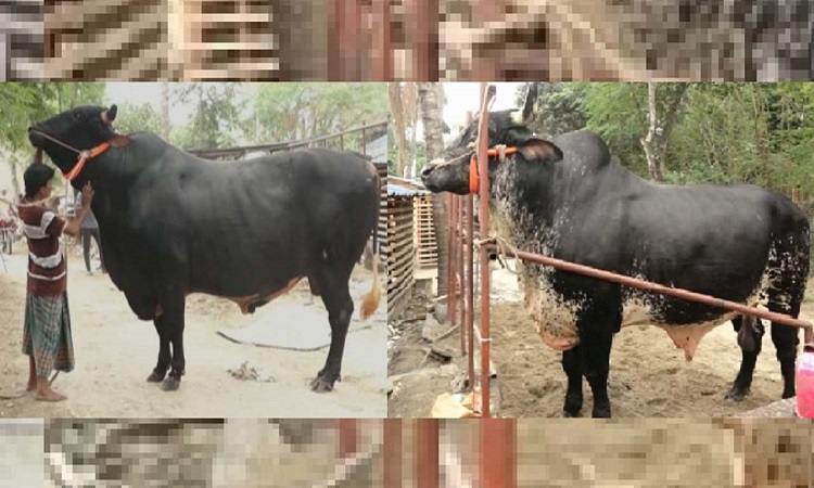 এবার নজর কাড়ছে দেশ সেরা কুষ্টিয়ার ‘বাংলার ডন’, দাম ২১ লাখ টাকা
