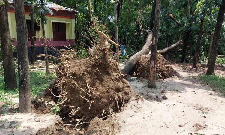 পঞ্চগড়ে আকস্মিক ঝড়ে ব্যাপক ক্ষয়ক্ষতি
