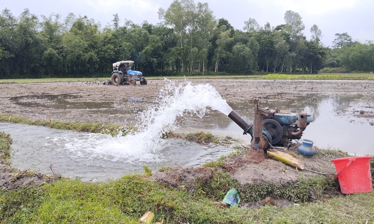 শ্রাবণের শুরুতেও বৃষ্টি নেই, আমন রোপণে বিপাকে কৃষক!