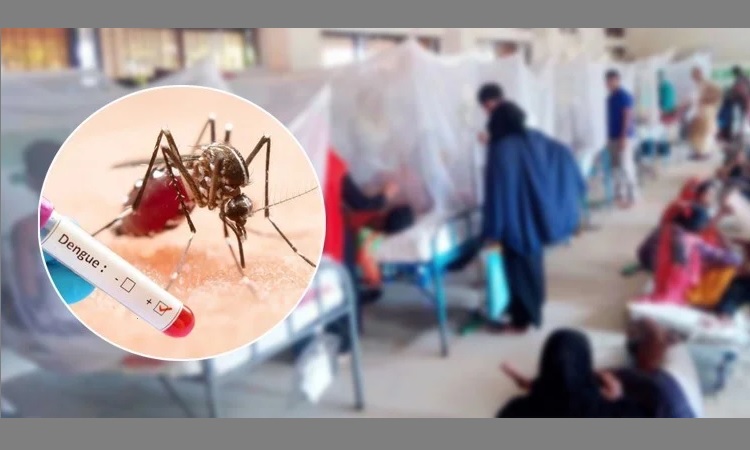 ডেঙ্গু আক্রান্ত হয়ে হাসপাতালে ভর্তি ৩৭৫