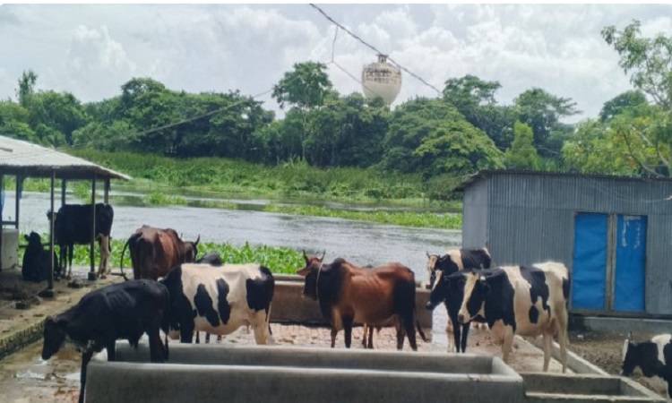 গরুর খামারের বর্জ্যে দূষিত পানি, টুঙ্গিপাড়ায় প্রতিদিন হাসপাতালে ৮০ রোগী