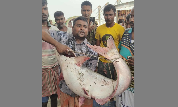 পদ্মার এক পাঙ্গাশ সাড়ে ৬২ হাজারে বিক্রি