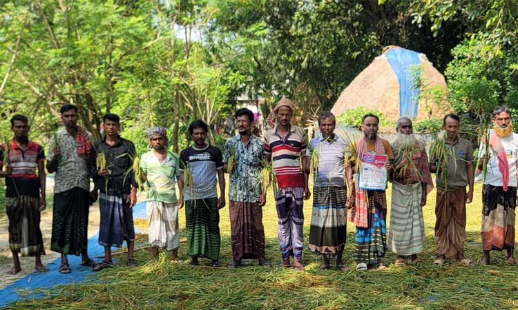 চলনবিলে ব্রিধান-৭৫ আবাদে কৃষকের মাথায় হাত!