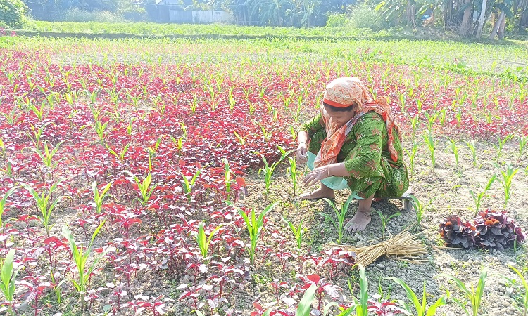 এক খরচে একাধিক ফলন, কৃষকের আগ্রহ বেড়েছে দ্বিগুণ