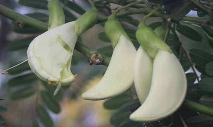 বক ফুল চাষে সচ্ছল ধামরাইয়ের রশিদ