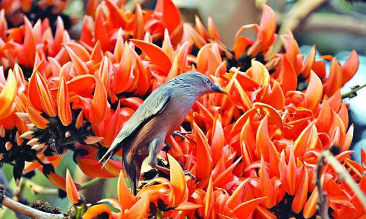 ‘ফুল ফুটুক আর না ফুটুক আজ বসন্ত’