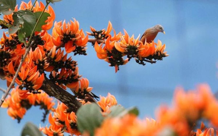 ঋতুরাজ বসন্ত যেন বাসন্তী সাজে