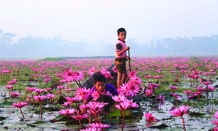 পর্যটক আগ্রহে বরিশালের সাতলা শাপলা বিল