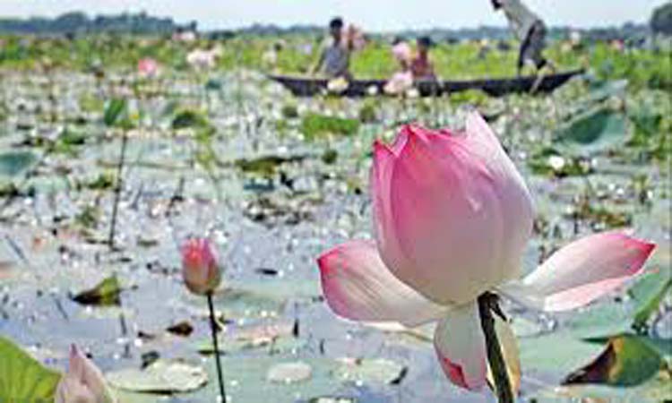 ব্রাহ্মণবাড়িয়ার ঘাগুটিয়ার পদ্মবিলে গোলাপি পদ্মের মেলা