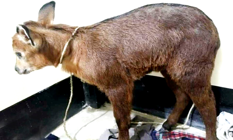 বান্দরবানে মিলল বিরল প্রজাতির ‘বন ছাগল’