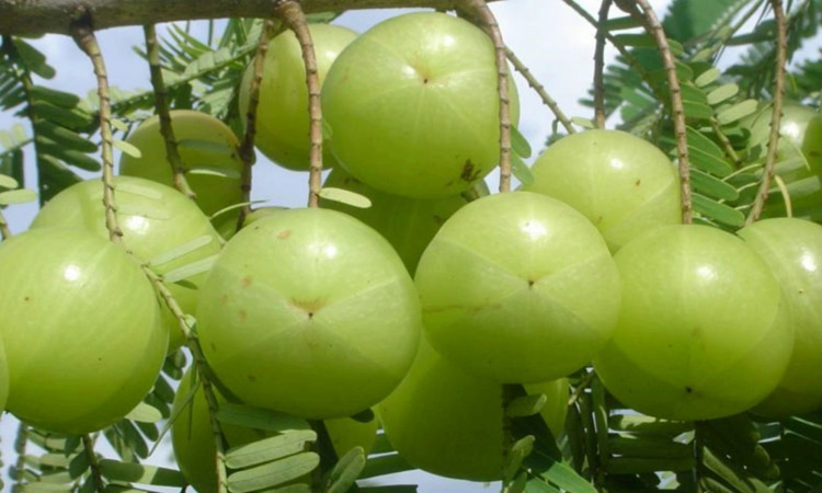করোনাভাইরাস প্রতিরোধ করবে অমলকি