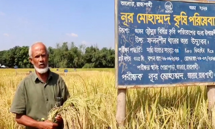 নূরের ক্ষেতে লাল সবুজ ৭৪ প্রকারের ধান!