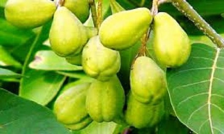 হরিতকীর গুণাগুণ