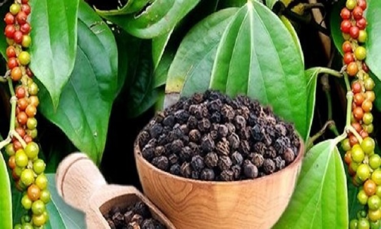 চট্টগ্রামের পাহাড়ে গোলমরিচ চাষে লাভবান কৃষক