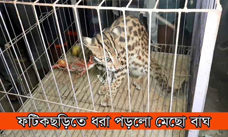 ফটিকছড়িতে লোকালয় থেকে মেছো বাঘ উদ্ধার