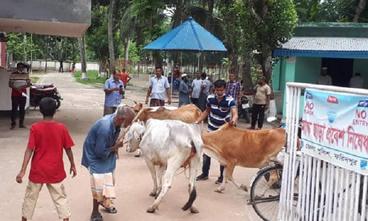 ২৮ দিন পর ৪টি গরু মালিকের নিকট হস্তান্তর