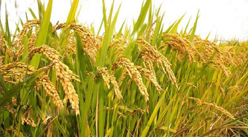 ব্রি হাইব্রিড-৭ জাতের আউশ ধানে বিঘায় ফলন ২৩ মণ