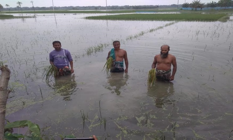 সাতক্ষীরায় পানির নিচে আড়াই হাজার বিঘা আমন ধানের ক্ষেত