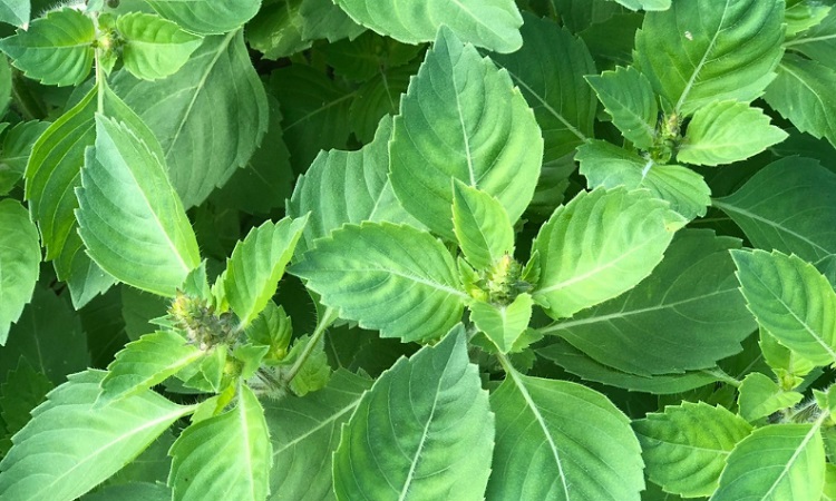 তুলসি পাতার উপকারিতা ও অপকারিতা