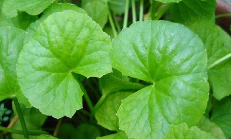 থানকুনির অবিশ্বাস্য গুণ