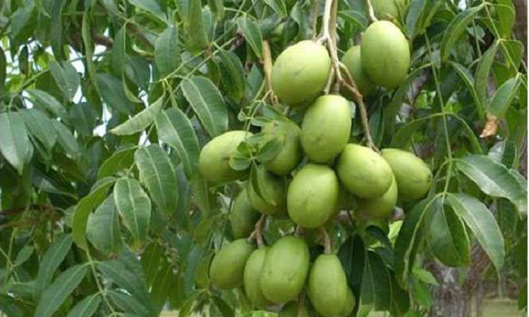 আমড়ার পুষ্টিগুণ ও উপকারিতা