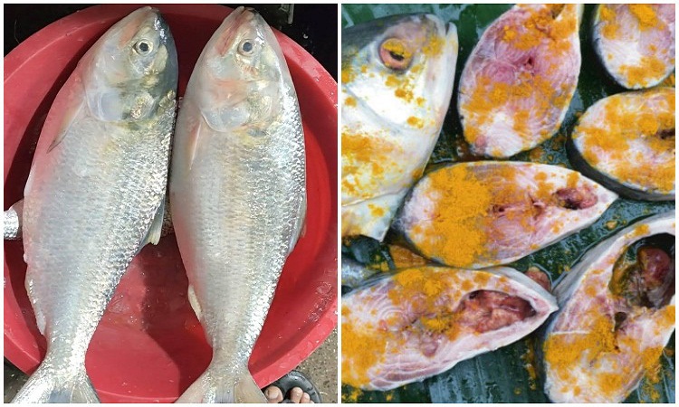 ইলিশ মাছ সংরক্ষণের সহজ পদ্ধতি