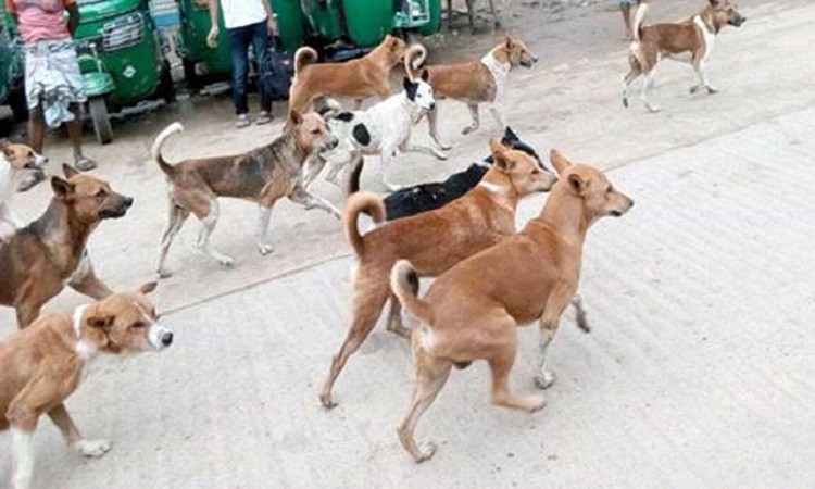 ভোলায় কুকুরের কামড়ে ১৫ জন হাসপাতালে