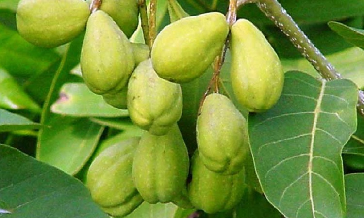 বহেড়ার পুষ্টিগুণ ও উপকারিতা