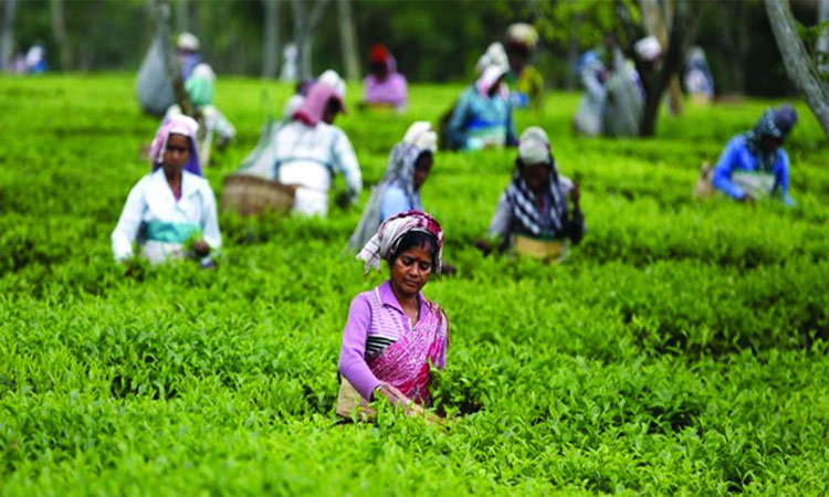 চা উৎপাদনে ১৬৮ বছরের ইতিহাসে সর্বোচ্চ রেকর্ড