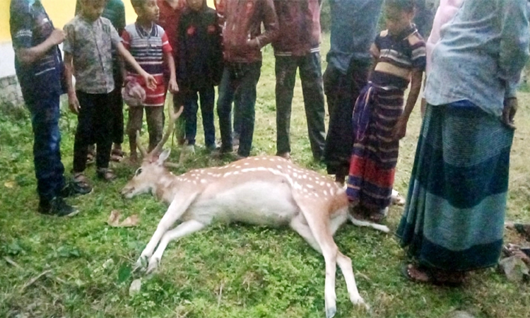 বাসনভাঙা চরে কুকুরের কামড়ে হরিণের মৃত্যু