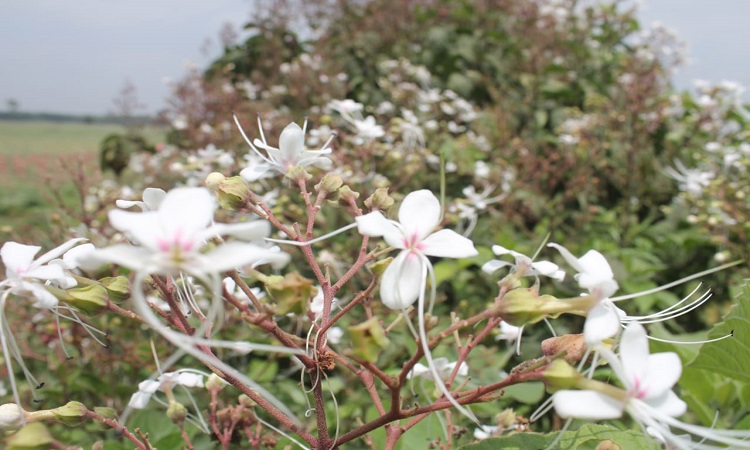 বিলুপ্তির পথে ভাটফুল