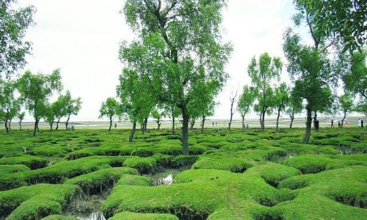 এবার ডিসির ছোঁয়ায় বদলে যাবে ‘গুলিয়াখালী সৈকত’