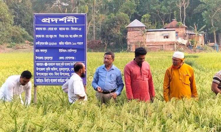 গোপালগঞ্জে বিনা ধান-২৫ আবাদে সাফল্য