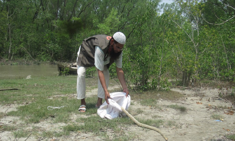 মনপুরায় বনে অবমুক্ত হলো ৫ টি সাপ