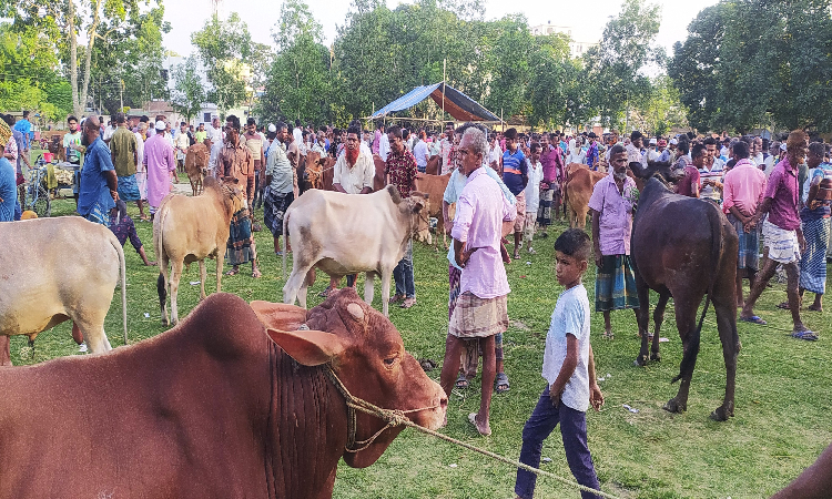 জমে উঠেছে হিলি’র গরু ছাগলের হাট