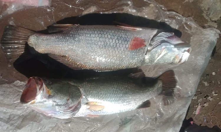 নাফ নদীতে জেলের বড়শিতে ২৮ কেজি ওজনের কোরাল!
