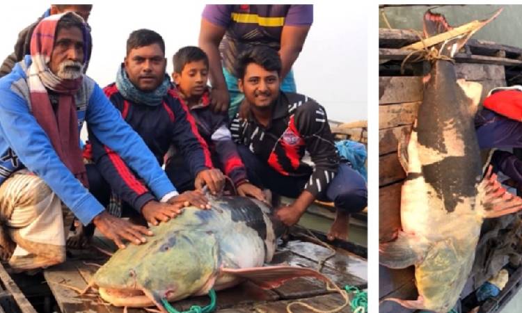 রাজশাহীতে পদ্মা নদীতে ধরা পরল ৫৫ কেজির বাঘাইড় মাছ