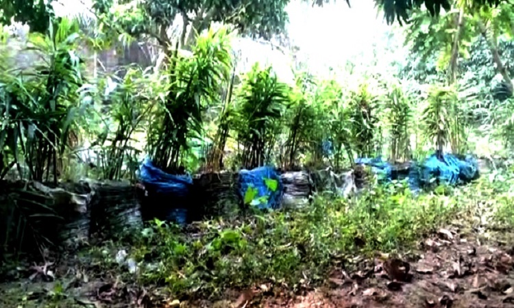 বস্তায় আাদ চাষ করে বাজিমাত হাকিমপুরের রোকনুজ্জামানের