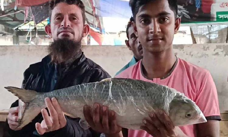 এক ইলিশের ওজন ২ কেজি ৮০০ গ্রাম